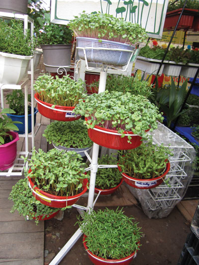 Cách Trồng Rau Đơn Giản: Giải quyết nỗi lo rau kém chất lượng